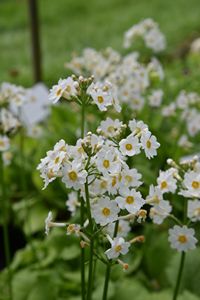 Primula japonica Alba